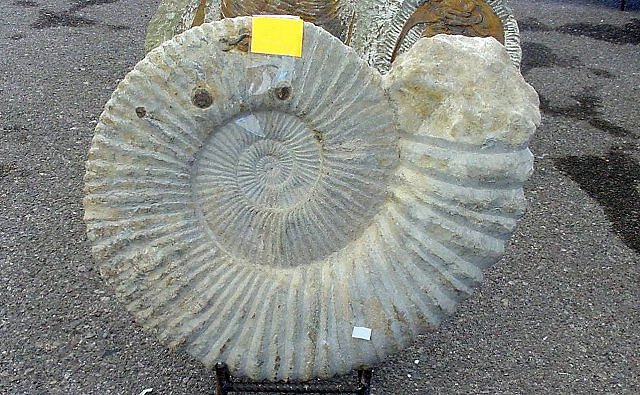 ammonite giant from morocco at Tucson Gem and Mineral show