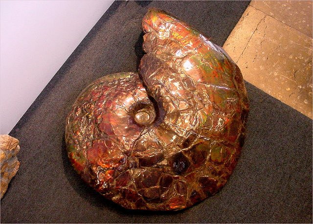 ammonite giant with mother of pearl coating courtesy of Wonders of the World