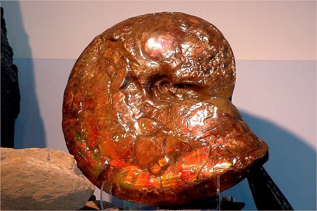 ammonite giant with mother of pearl courtesy of Wonders of the World