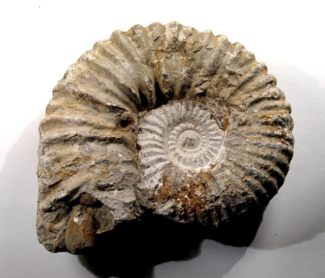 ammonite highly weathered from Morocco