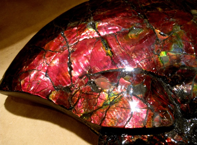 ammonite large cephalopod with mother of pearl luster Canada