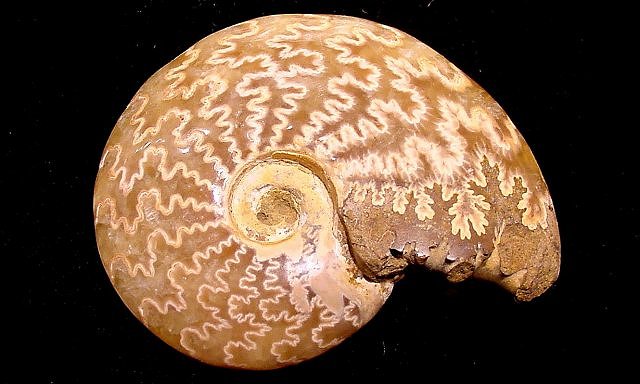 ammonite polished from Morocco