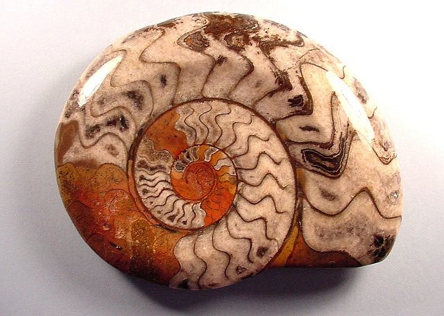 ammonite polished from Morocco