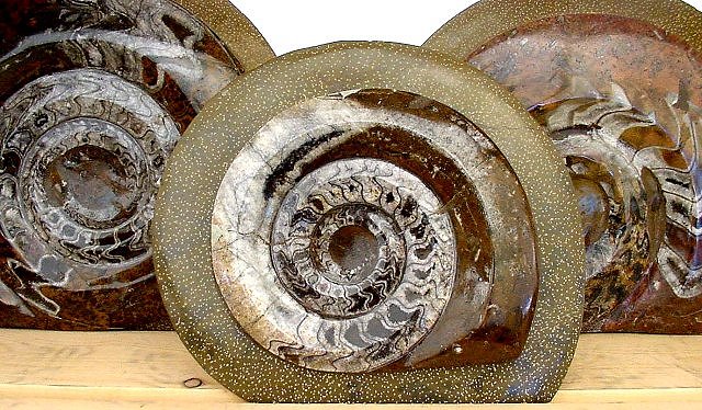 ammonite polished moroccan imports