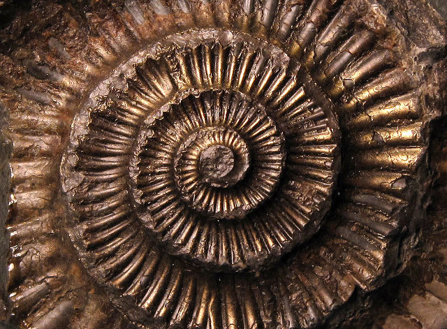 ammonite replaced with marcasite closer view