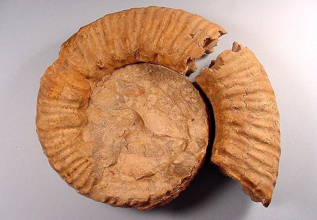 ammonite suture break south dakota