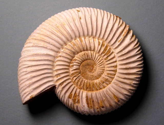 ammonite unweathered