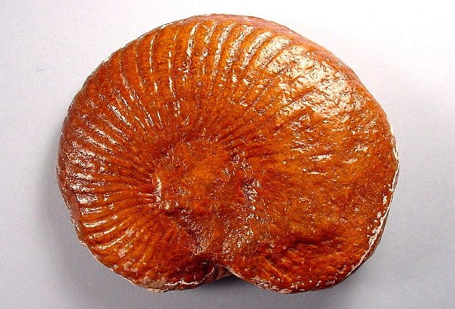 ammonite varnished to protect it South Dakota