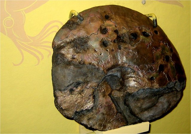 ammonite with mosasaur tooth marks Museum of Natural history, University of Michigan, Ann Arbor, Michigan