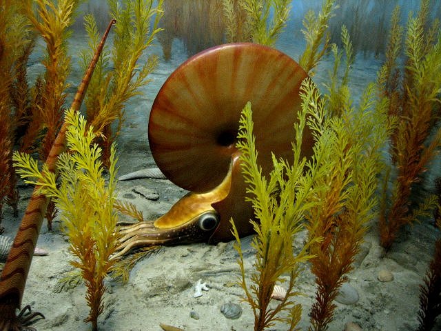 ammonite Fossil model is on display at the Exhibit Museum of Natural history, University of Michigan, Ann Arbor, Michigan