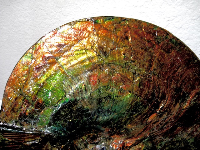 ammonite Placenticeras meeki (Cretaceous) colorful mother-of-pearl shell closer view