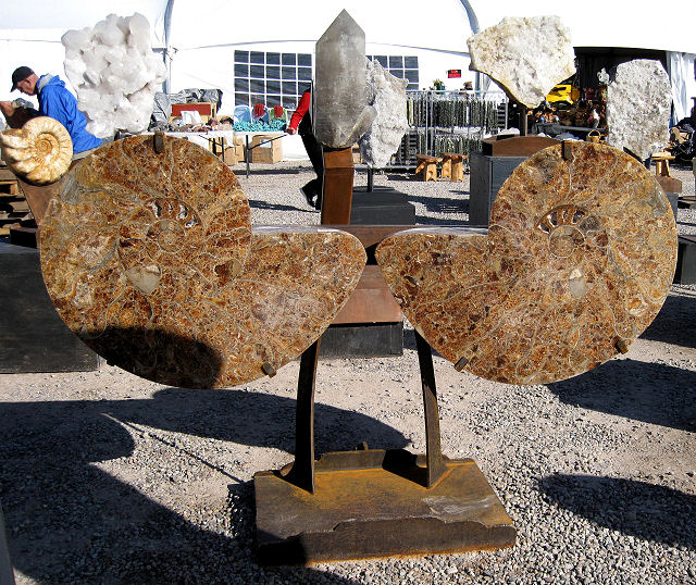 ammonites giant Tucson Gem and Mineral Show