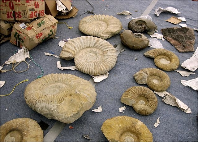 ammonites ready for sale at Tucson Gem and Mineral show courtesy of Adnane Fossils