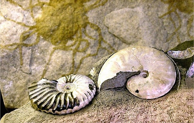 ammonites sleight mother of pearl coating from wonders of the World