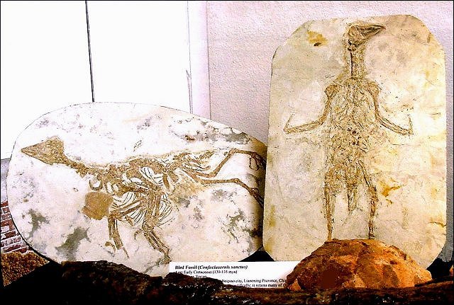 Bird Confuciusoris Sanctus Sihetun Sites, Beipiao, Lianoning, China Courtesy Of The Crystal Image