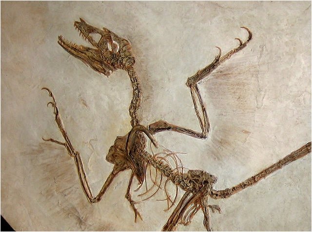 Bird Confuciusoris Sanctus Sihetun Sites, Beipiao, Lianoning, China Courtesy Of The Crystal Image