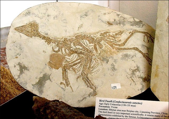 Bird Confuciusoris Sanctus Sihetun Sites, Beipiao, Lianoning, China Courtesy Of The Crystal Image