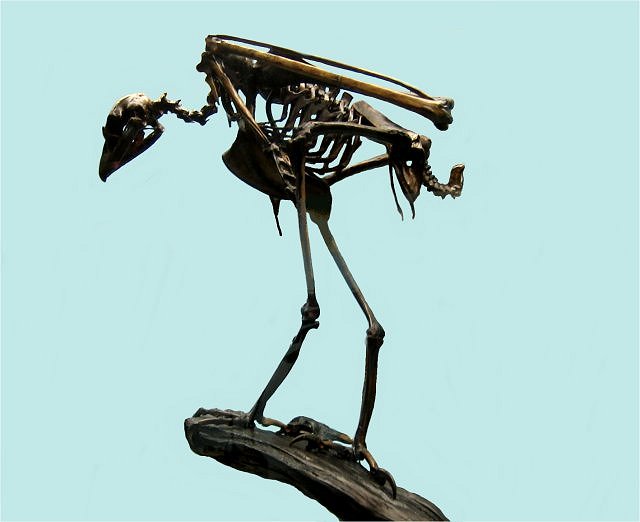 bird hawk