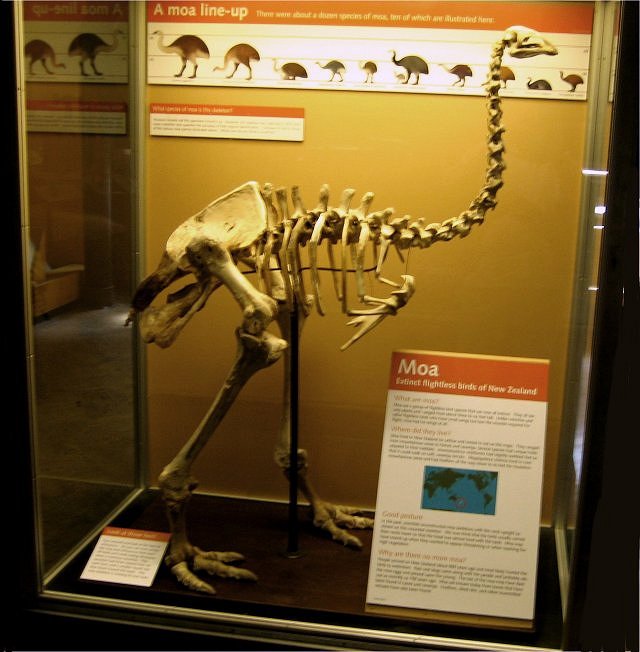 Bird Moa Museum Of Natural History, University Of Michigan, Ann Arbor, Michigan