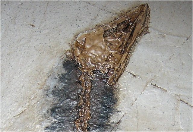 Bird Replica Of Confuciusornis Sanctus Head Beipiao, Liaoning, China Cretaceous, 124 Million Years Old