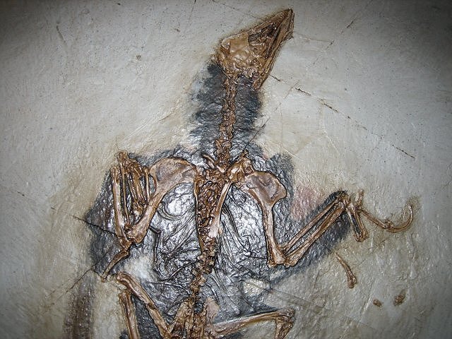 Bird Replica Of Confuciusornis Sanctus Head And Shoulders Beipiao, Liaoning, China Cretaceous, 124 Million Years Old