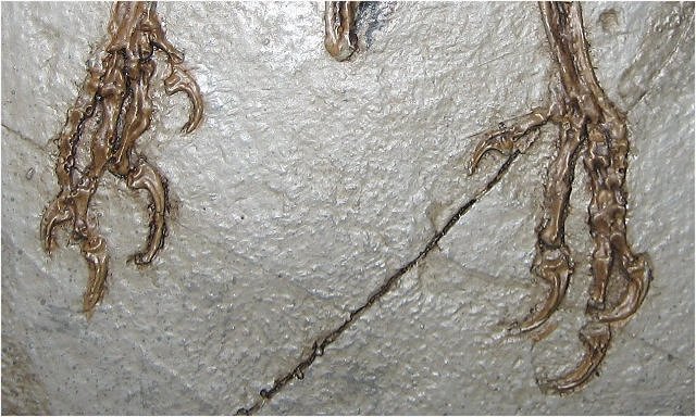 Bird Replica Of Confuciusornis Sanctus Hind Claws Beipiao, Liaoning, China Cretaceous, 124 Million Years Old