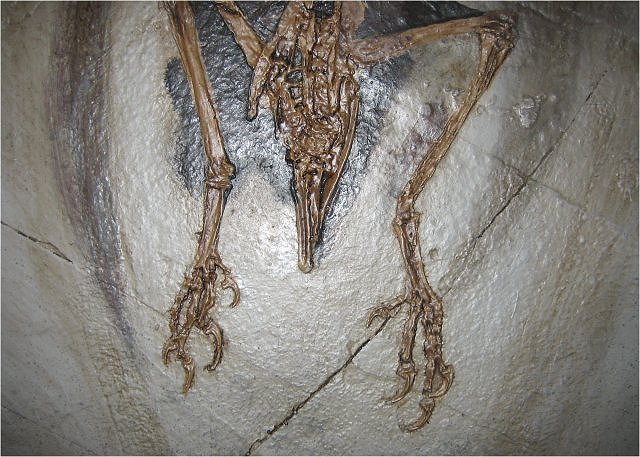 Bird Replica Of Confuciusornis Sanctus Hips Beipiao, Liaoning, China Cretaceous, 124 Million Years Old