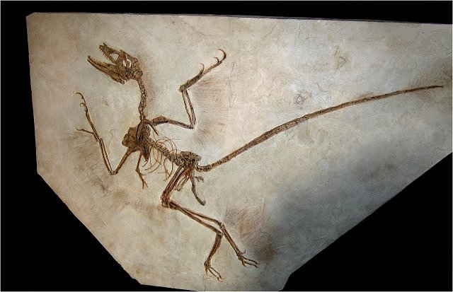 Bird Replica Of Confuciusornis Sanctus Second Example Full Body Beipiao, Liaoning, China Cretaceous, 124 Million Years Old