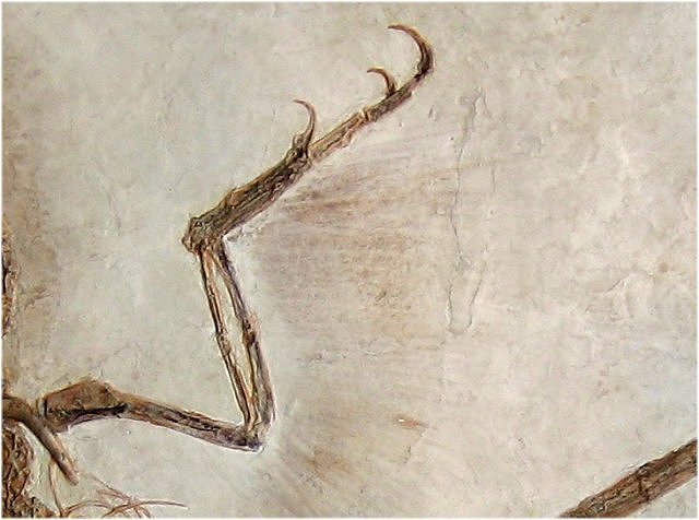 Bird Replica Of Confuciusornis Sanctus Second Example Wing Structure Beipiao, Liaoning, China Cretaceous, 124 Million Years Old