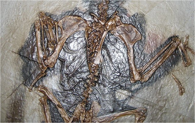 Bird Replica Of Confuciusornis Sanctus Shoulders Beipiao, Liaoning, China Cretaceous, 124 Million Years Old