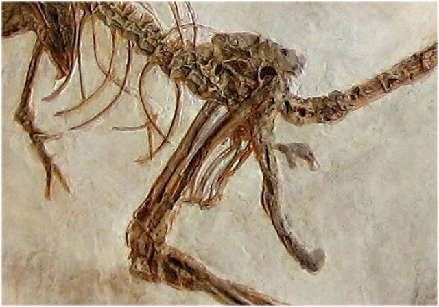 Bird Replica Of Confuciusornis Sanctus Second Example Hip Structure Beipiao, Liaoning, China Cretaceous, 124 Million Years Old