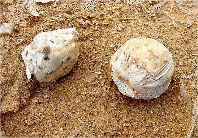 Blastoid Schizoblastus Sayi Mississippian-Burlington Formation Other Fossil Is Steganocrinus Pentagonus, A Crinoid Courtesy Of Collin Mineral Company, Inc