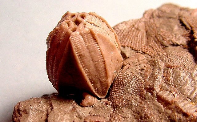 Blastoid Pentremites Mississippian Chesteran, Illinois