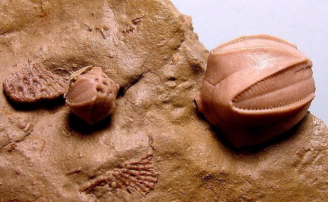 Blastoid Pentremites Mississippian Chesteran, Illinois. Small Pieces of Bryzoa Fossil Surrounding