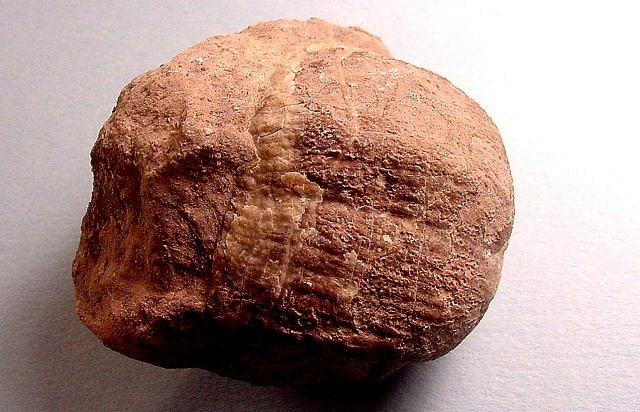 brachiopod -3 Horquilla limestone, Mule Mountains, Arizona