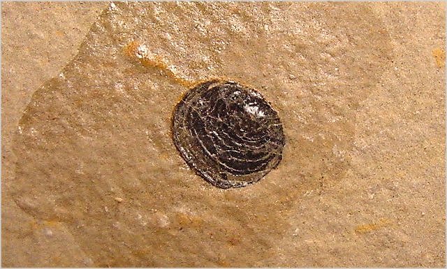 brachiopod Acrothele subsidua Wheeler Shale-Middle Cambrian near Wheeler Amphitheater, Antelope Springs, Utah