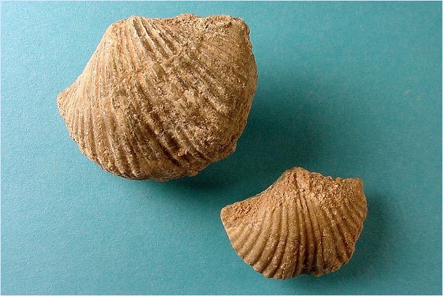 brachiopod-Anthracospirifer occiduus- Naco Formation-Pennsylvanian Kohl_s Ranch, central Arizona