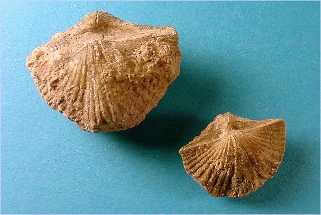 brachiopod-Anthracospirifer occiduus- Naco Formation-Pennsylvanian Kohl_s Ranch, central Arizona