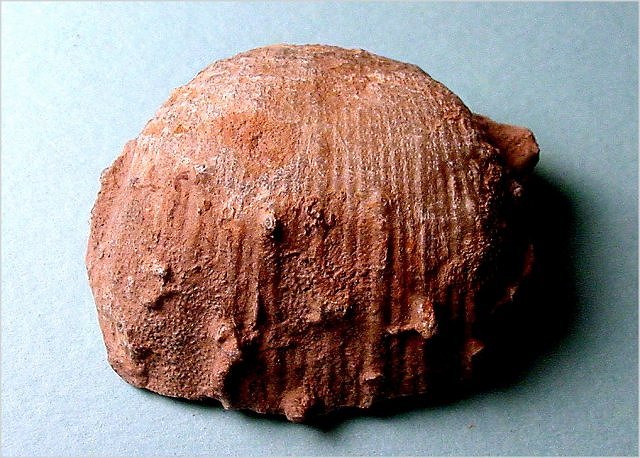 brachiopod Antiquatonia portlockiana Naco Formation-Pennsylvanian Kohl Ranch, central Arizona