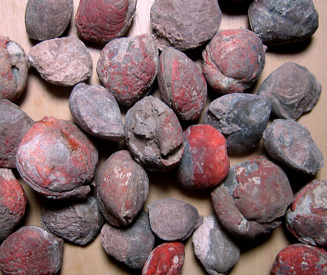 brachiopod Composita Christopher Creek, Arizona.Yavapai College