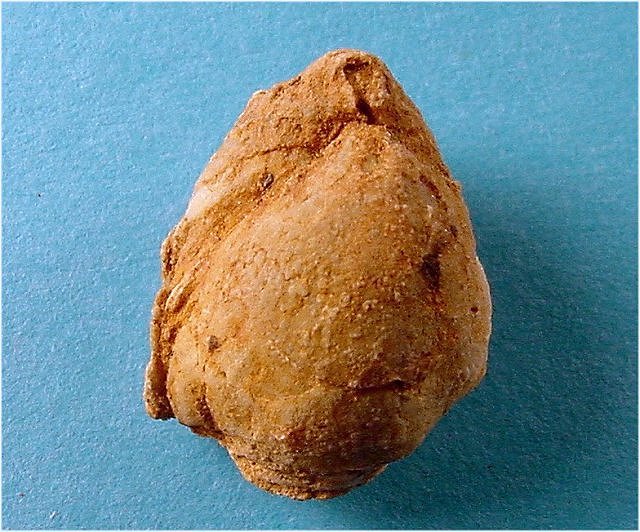 brachiopod Composita sp.-2 Kaibab Formation, Permian Tom_s Creek Road, Coconino National Forest, Arizona