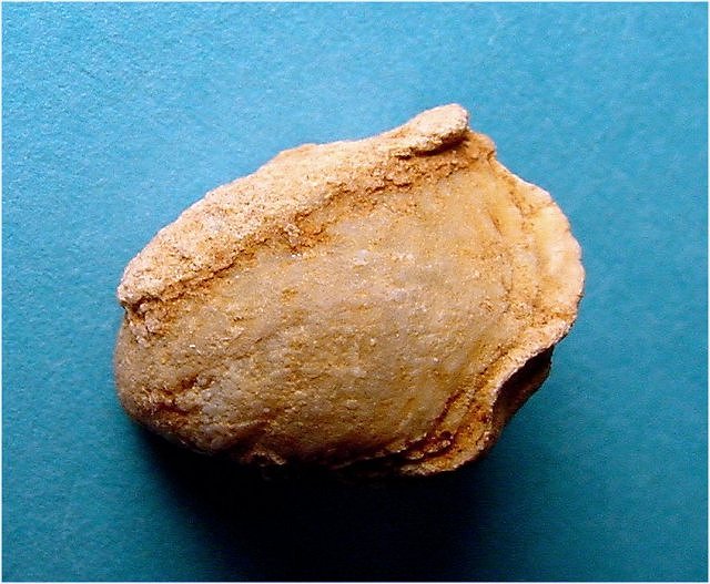 brachiopod Composita sp.Kaibab Formation, Permian Tom_s Creek Road, Coconino National Forest, Arizona