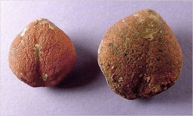brachiopod-Composita subtilita-3 Naco Formation-Pennsylvanian Christopher Creek dump road, central Arizona