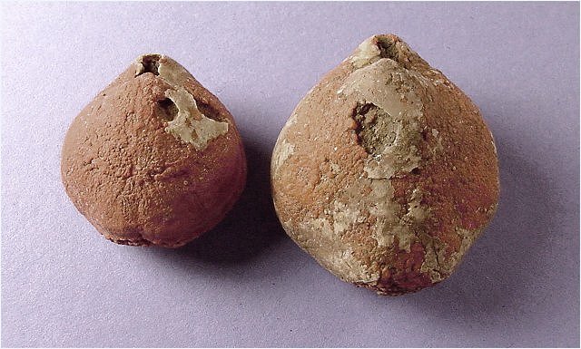 brachiopod Composita subtilita- Naco Formation-Pennsylvanian Christopher Creek dump road, central Arizona