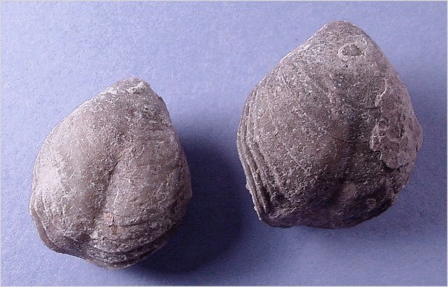 brachiopod Composita subtilita Naco Formation-Pennsylvanian Kohl_s Ranch, central Arizona