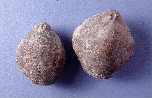brachiopod Composita subtilita Naco Formation-Pennsylvanian Kohl_s Ranch, central Arizona
