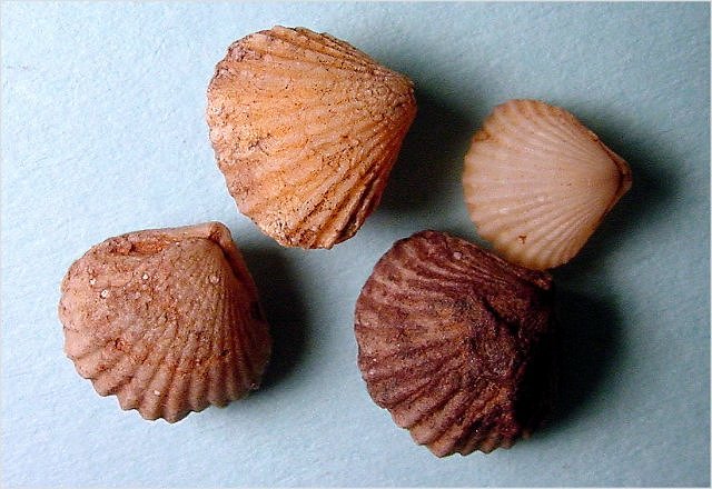 brachiopod Cupularostrum saxatilis-2 Martin Formation-Devonian Brody Wash near East Verde River and Control Road, central Arizona