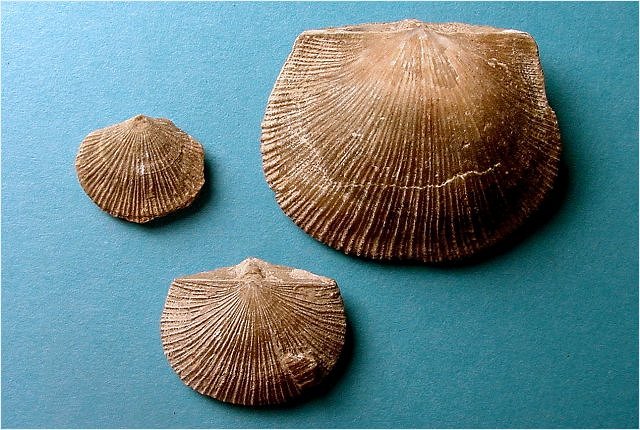 brachiopod Derbya crassa-1 Naco Formation-Pennsylvanian Kohls Ranch, central Arizona