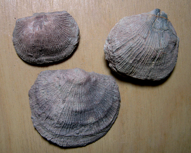 brachiopod Derbya crassa-2 Naco Formation-Pennsylvanian Kohls Ranch, central Arizona