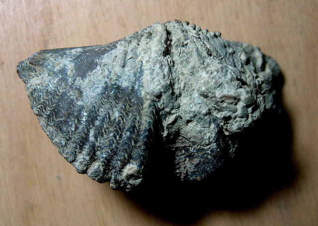 brachiopod Hederella1 Arkona, Ontario, Canada, Yavapi College